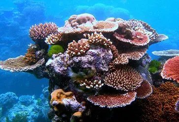 Recifs coralliens
